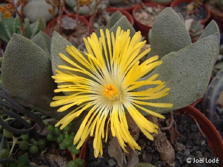 Pleiospilos compactus Prince Albert, RSA ©JLcoll.4887